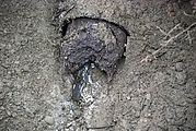 End of Old Sewer Line - Roots!
