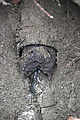 End of Old Sewer Line - Roots!