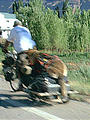 dog strapped to bicycle-pulled trailer (7/20 5:24 PM)