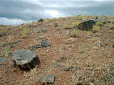 petrified wood (7/26 2:44 PM)