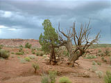 withered tree (7/26 2:59 PM)