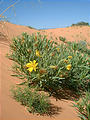 Coral Pink Sand Dunes - yellow flowers (7/29 3:15 PM)