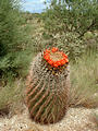 Titan Missile silo - flowering cactus (8/09 1:42 PM)