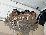 Eugene Oregon Hotel - Bird Nest - Baby Birds - Barn Swallows