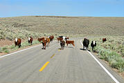 Nevada Road Near Gerlach - Cows On Road