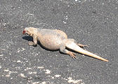 Death Valley - Badwater - Chuckwalla (May 28, 2006 3:13 PM)