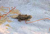 Mojave Desert - Camping south of Little Cowhole Mountain - Horned Lizard on my map (May 28, 2006 7:26 PM)