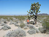 Mojave Desert - Joshua Tree - Geoff (May 29, 2006 10:17 AM)