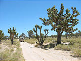 Mojave Desert - Cima Dome - Joshua Trees (May 29, 2006 12:15 PM)