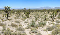 Mojave Desert - Cima Dome - Joshua Trees (May 29, 2006 12:26 PM)