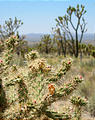 Mojave Desert - Cima Dome - Cactus (May 29, 2006 12:29 PM)