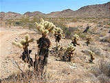 Orocopia Mountains - Teddybear Cholla (May 30, 2006 10:09 AM)