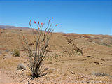 Orocopia Mountains - Ocotillo (May 30, 2006 11:23 AM)