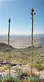 Anza Borrego State Park - Montezuma Valley Road (May 31, 2006 8:36 AM)