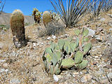 Anza Borrego State Park - Beavertail Cactus (May 31, 2006 9:38 AM)