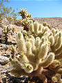 Anza Borrego State Park - Teddybear Cholla (May 31, 2006 9:39 AM)