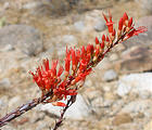 Anza Borrego State Park - Ocotillo Flowers (May 31, 2006 9:42 AM)