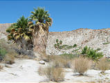 Anza Borrego State Park - Palm Trees (May 31, 2006 10:13 AM)