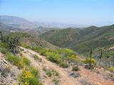 San Ysidro Mountains Trail - Flowers (May 31, 2006 1:31 PM)