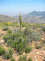 San Ysidro Mountains Trail - Flowering Yucca (May 31, 2006 2:41 PM)
