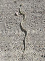 Black Rock Desert - Flat Garter Snake (June 4, 2006 8:52 AM)