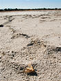 Utah - Rozel Point Oil Field - Dead Moth