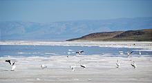 Utah - Pelicans near Rozel Point Oil Field
