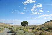 Utah - Silver Island Mountains - Lone Tree