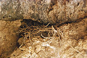 Utah - Silver Island Mountains - Undug Cave - Nest