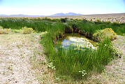 Nevada - Dyke Hot Springs