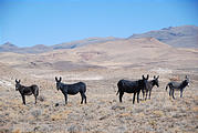 Nevada - Mules