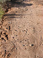 Comb Ridge - Pottery pieces in mud (4:45 PM Oct 9, 2005)