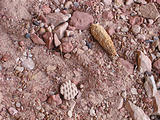 Comb Ridge - Fish Mouth Cave - Pottery - Corn (5:56 PM Oct 9, 2005)