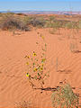 East of Halls Crossing - Pink Sand - Yellow Flowers (12:59 PM Oct 11, 2005)