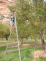 Capitol Reef National Park - U Pick Apples - Laura (3:17 PM Oct 12, 2005)