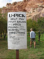 Capitol Reef National Park - U Pick Apples (3:20 PM Oct 12, 2005)