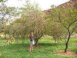 Capitol Reef National Park - U Pick Apples (3:21 PM Oct 12, 2005)