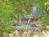 Calf Creek Falls Trail - Turkeys (1:48 PM Oct 13, 2005)