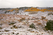 Reservation Ridge - Snow - Aspens