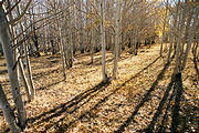 Dixie National Forest - Aspens