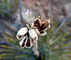 Comb Ridge - Posey's Trail - Yucca - Seed Pod