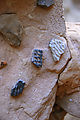 Comb Ridge - Monarch Cave Ruin - Pottery