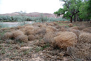 Tumbleweeds