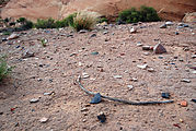 Butler Wash Petroglyphs - Midden - Potsherds