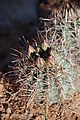 Cedar Mesa - Canyon - Citadel Ruin Trail - Cactus Flower Buds