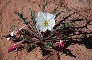 Cedar Mesa - Canyon - Flower