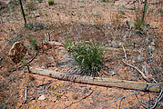 Cedar Mesa - Lower Mule Canyon Ruins - Grave Site (maybe?)