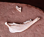 Cedar Mesa - Lower Mule Canyon Ruins - Jaw Bone