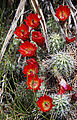 Cedar Mesa - Lower Mule Canyon Ruins - Flower