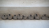 Salt Lake City - Saltair - Bird Nests